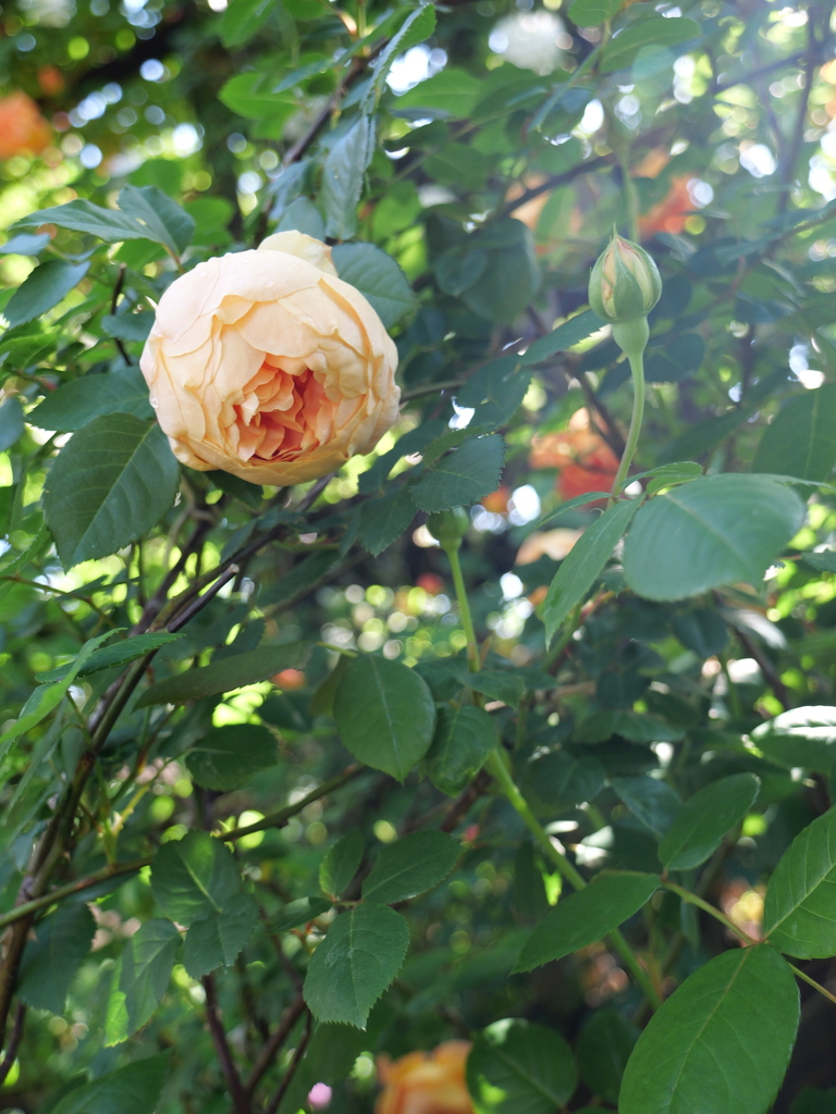 2025-05-03 08_34№(0263).JPG