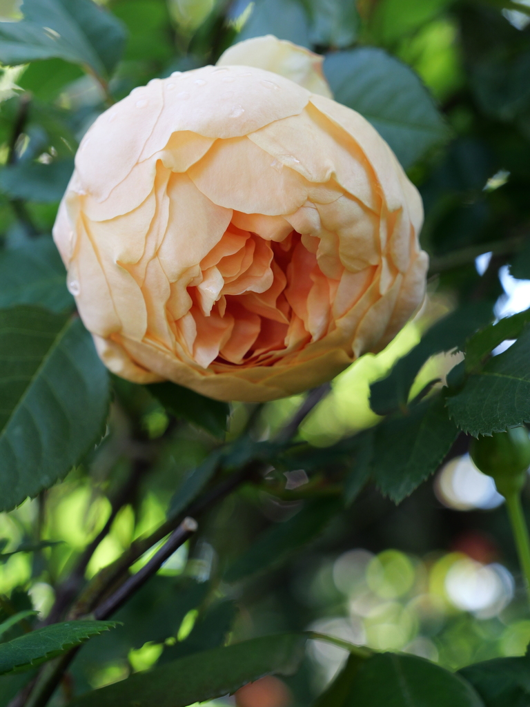 2025-05-03 08_34№(0265).JPG