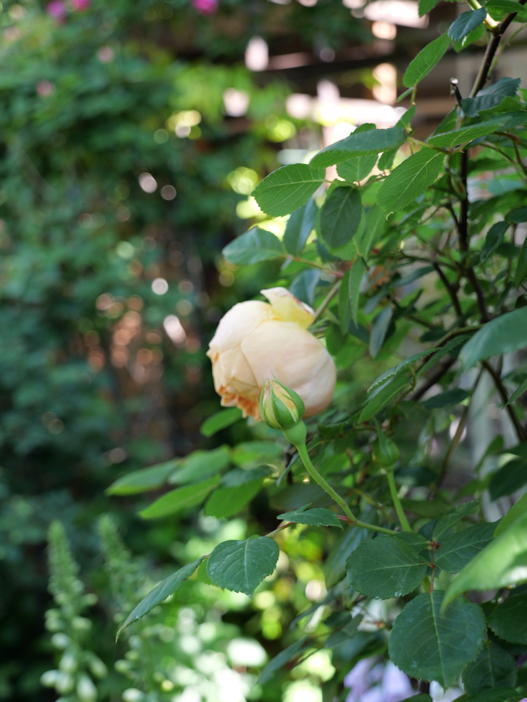 2025-05-03 08_34№(0267).JPG