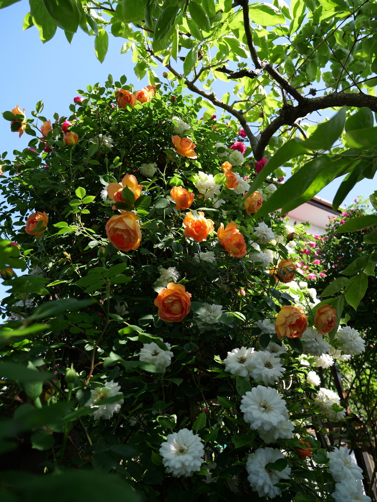 2025-05-03 08_34№(0273).JPG