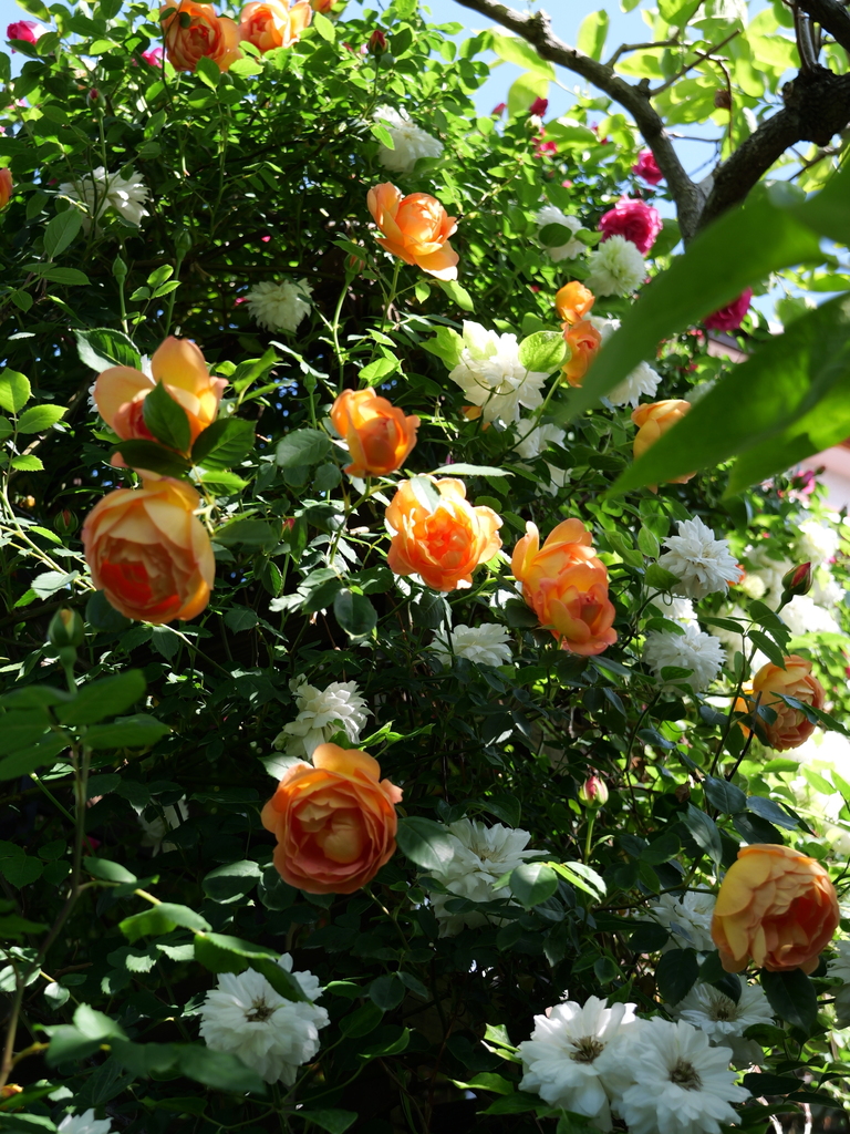 2025-05-03 08_34№(0274).JPG
