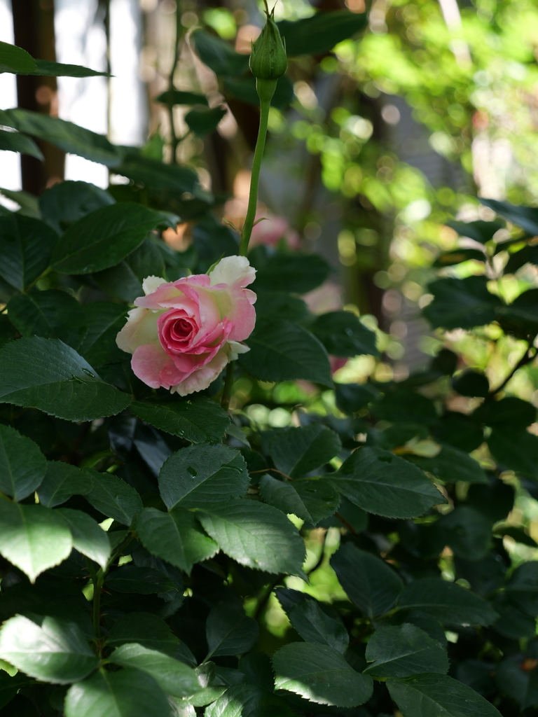 2025-05-03 08_34№(0279).JPG