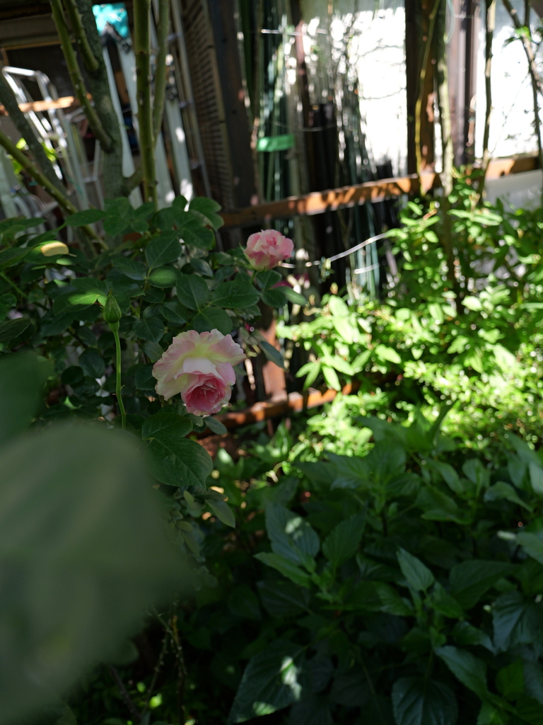 2025-05-03 08_34№(0282).JPG