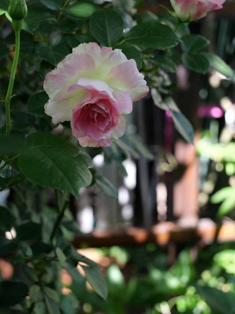 2025-05-03 08_35№(0283).JPG
