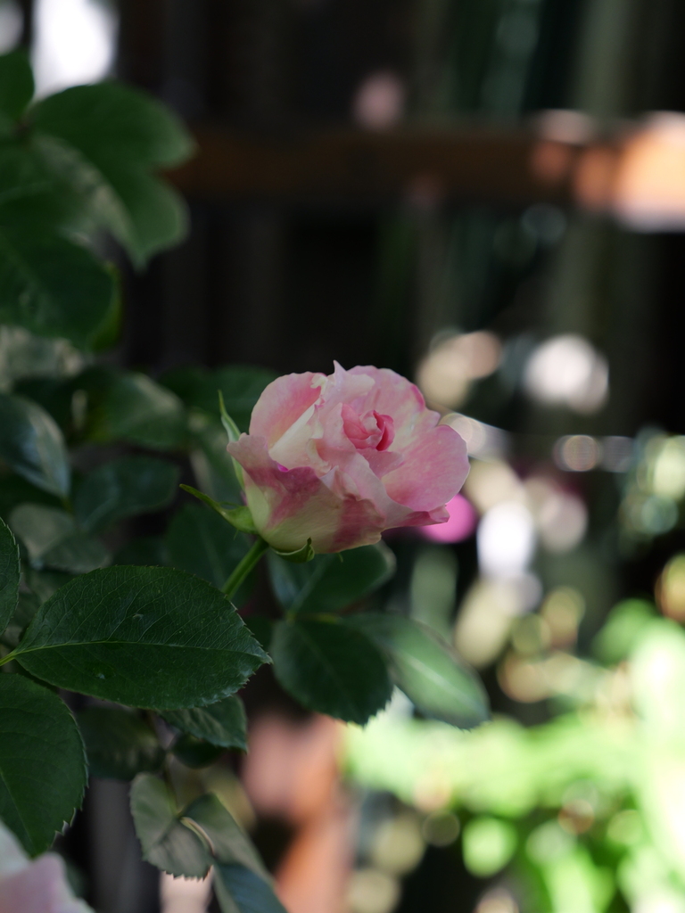 2025-05-03 08_35№(0287).JPG