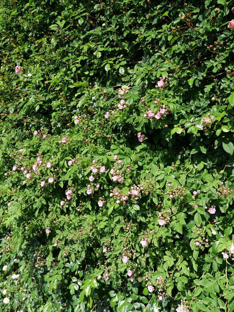 2025-05-03 08_37№(0325).JPG