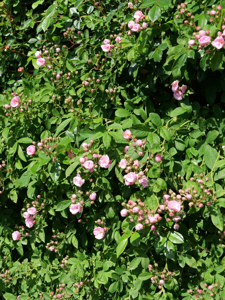 2025-05-03 08_37№(0326).JPG