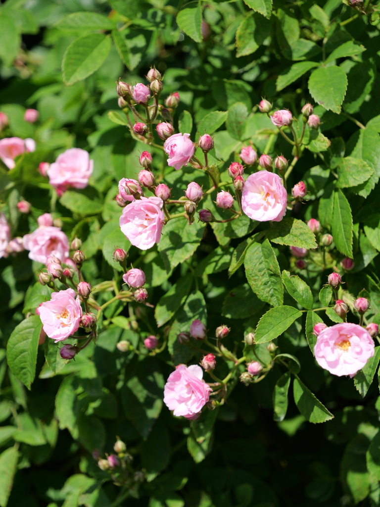 2025-05-03 08_37№(0327).JPG
