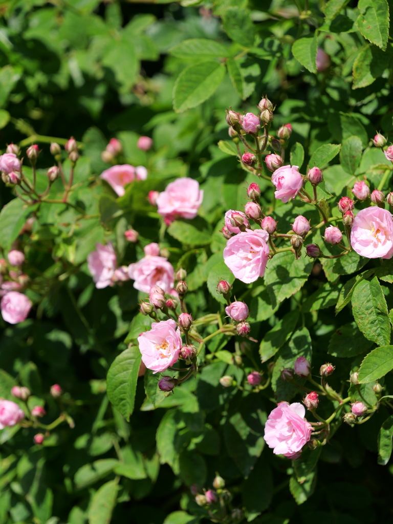 2025-05-03 08_37№(0328).JPG