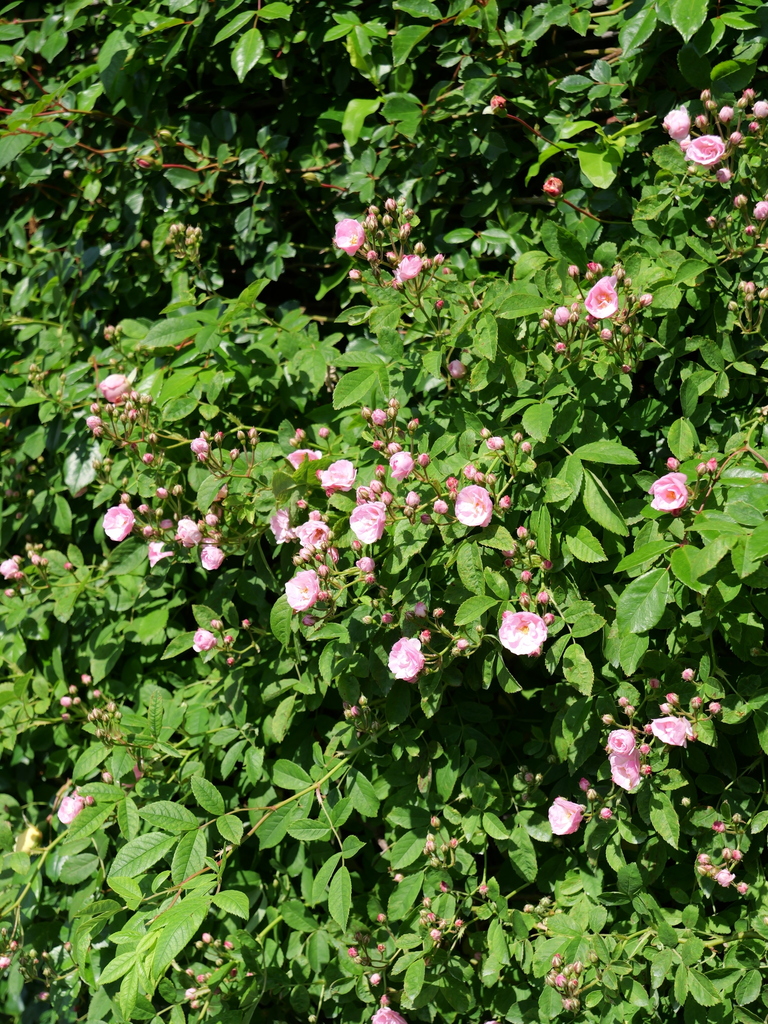 2025-05-03 08_37№(0330).JPG