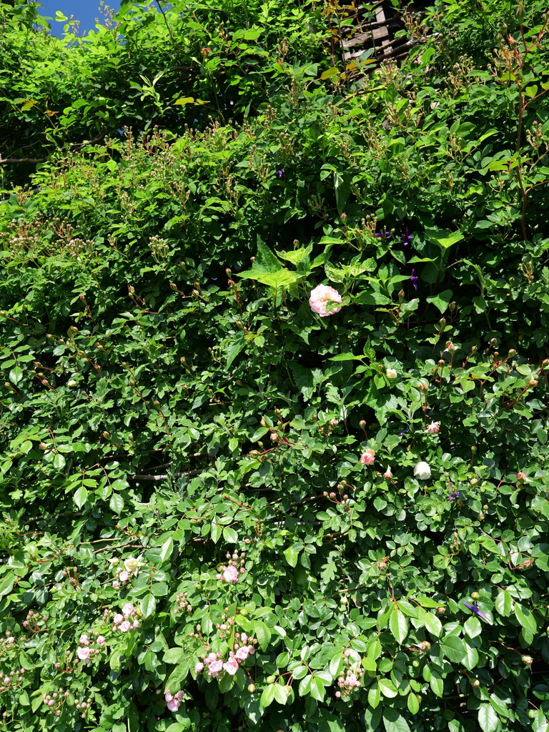 2025-05-03 08_37№(0332).JPG