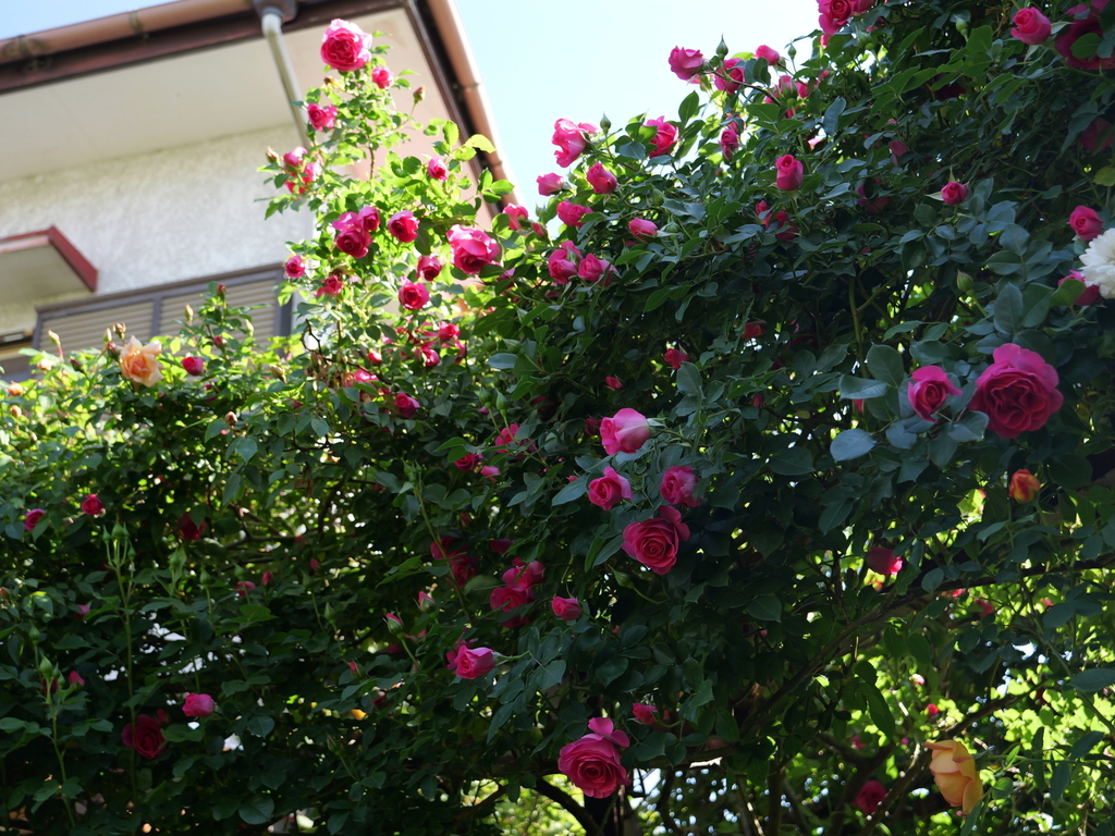2025-05-03 08_40№(0431).JPG