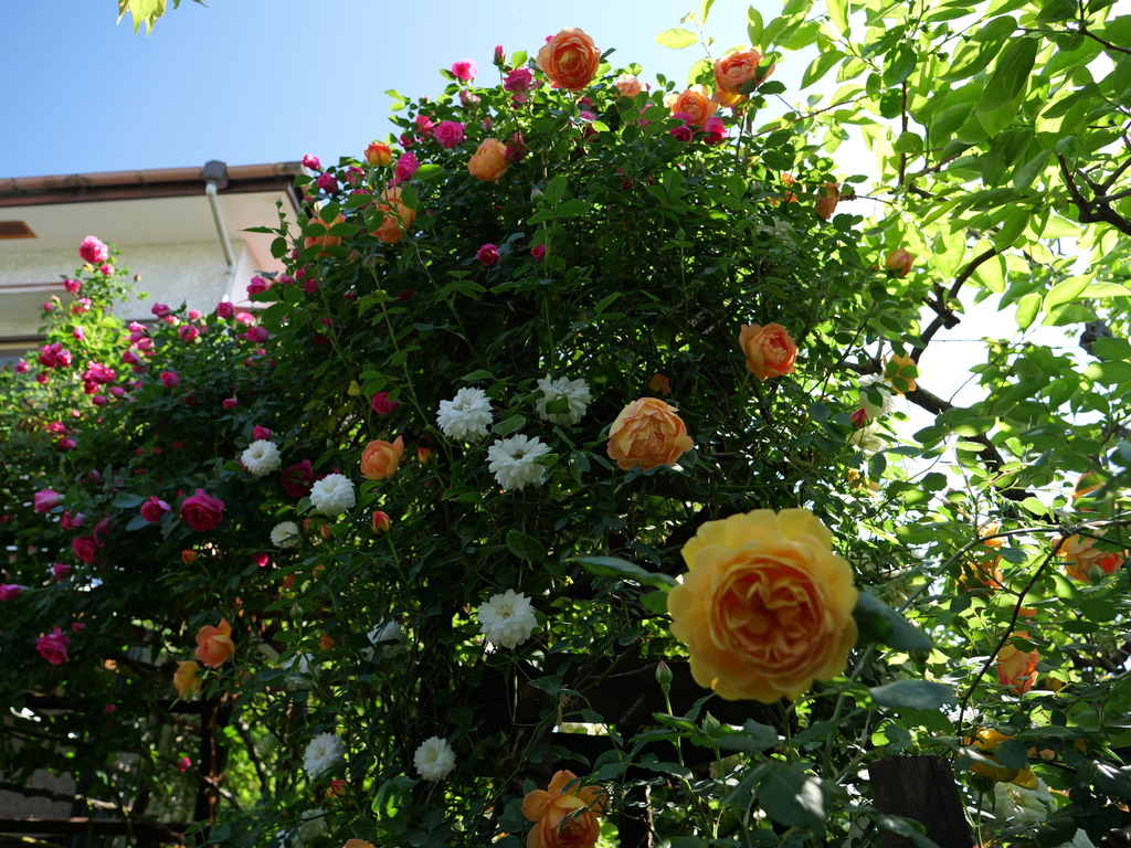 2025-05-03 08_41№(0446).JPG
