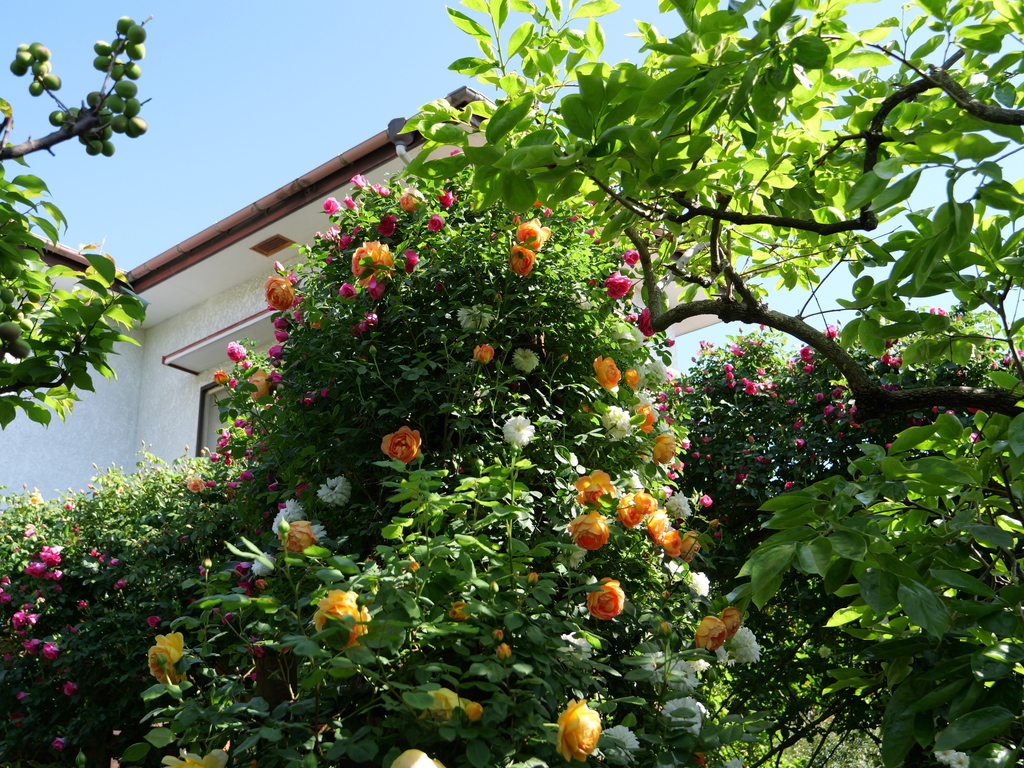 2025-05-03 08_41№(0453).JPG