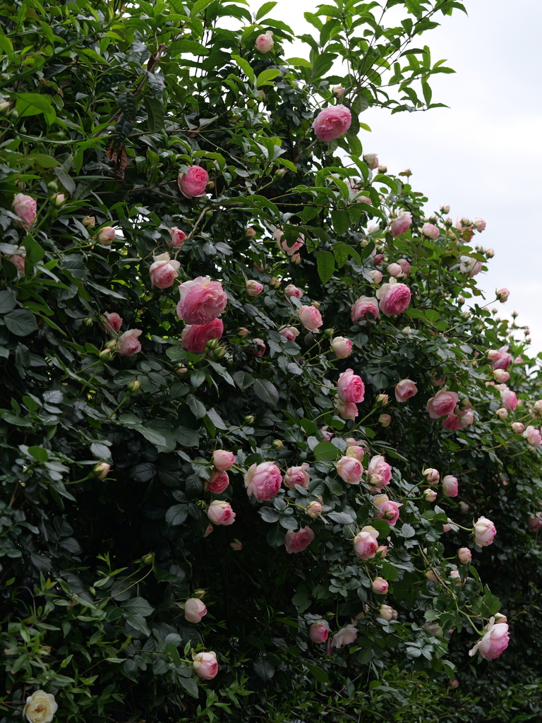 2025-05-04 09_00№(0132).JPG