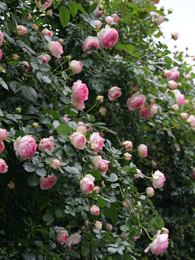 2025-05-04 09_00№(0133).JPG