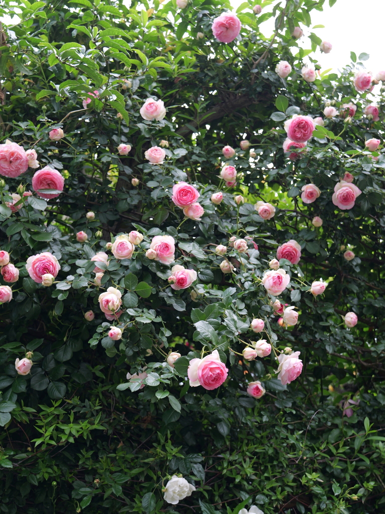 2025-05-04 09_00№(0135).JPG