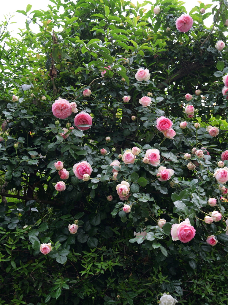 2025-05-04 09_00№(0136).JPG