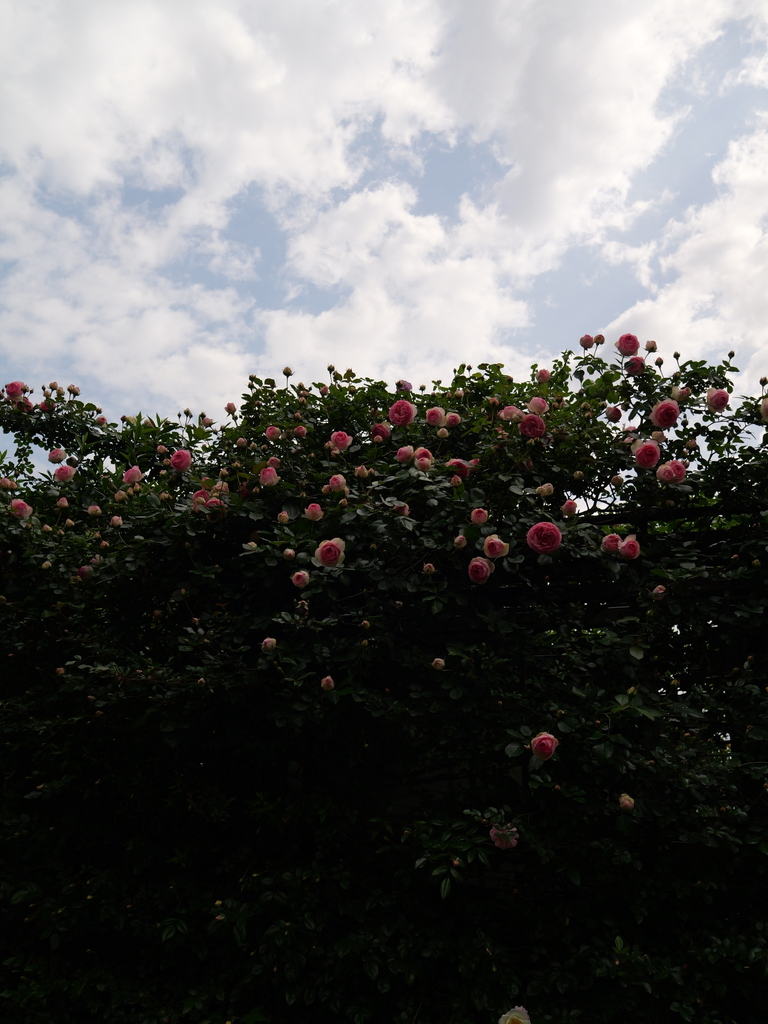 2025-05-04 09_00№(0137).JPG