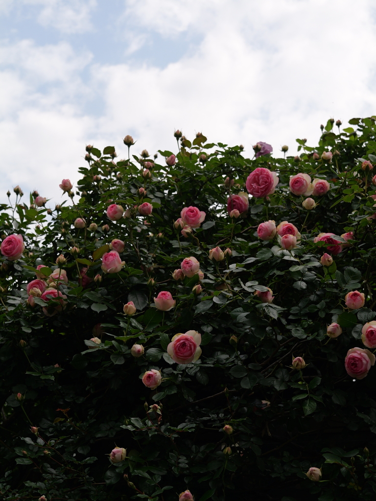 2025-05-04 09_00№(0138).JPG