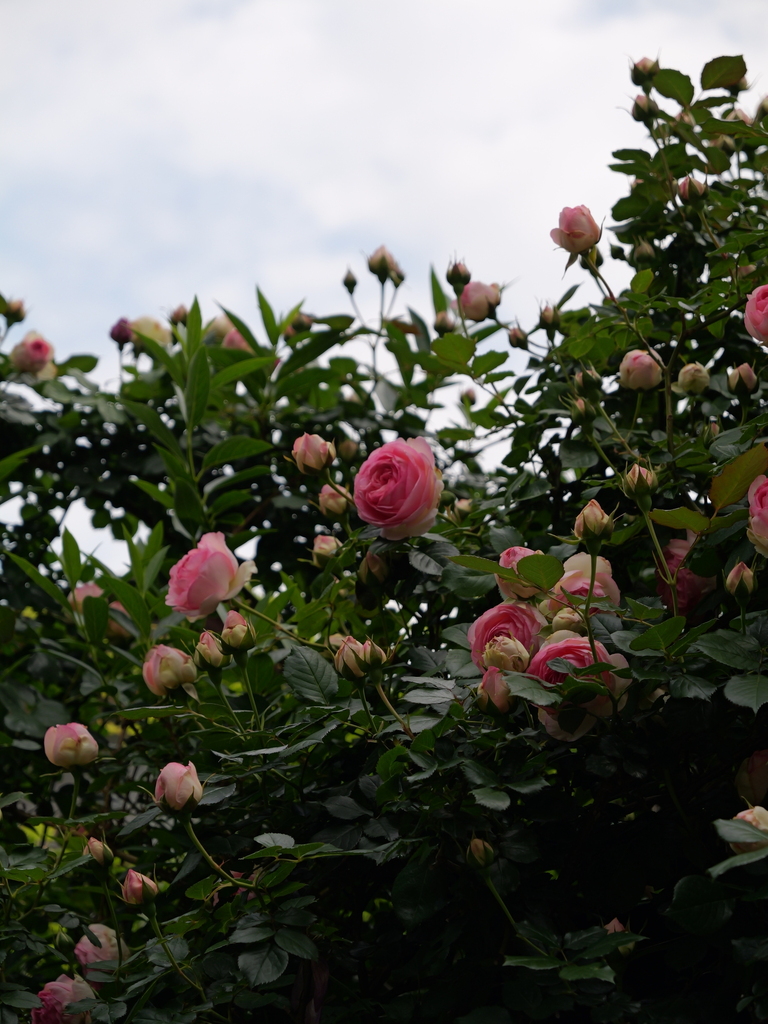 2025-05-04 09_00№(0139).JPG