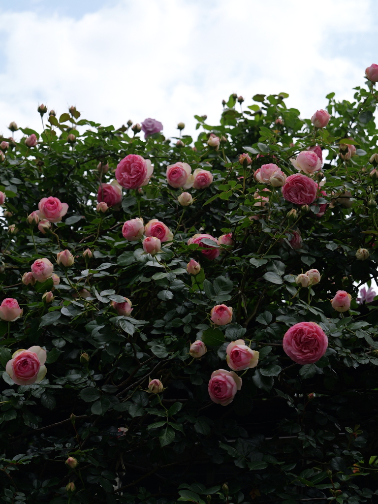 2025-05-04 09_00№(0140).JPG
