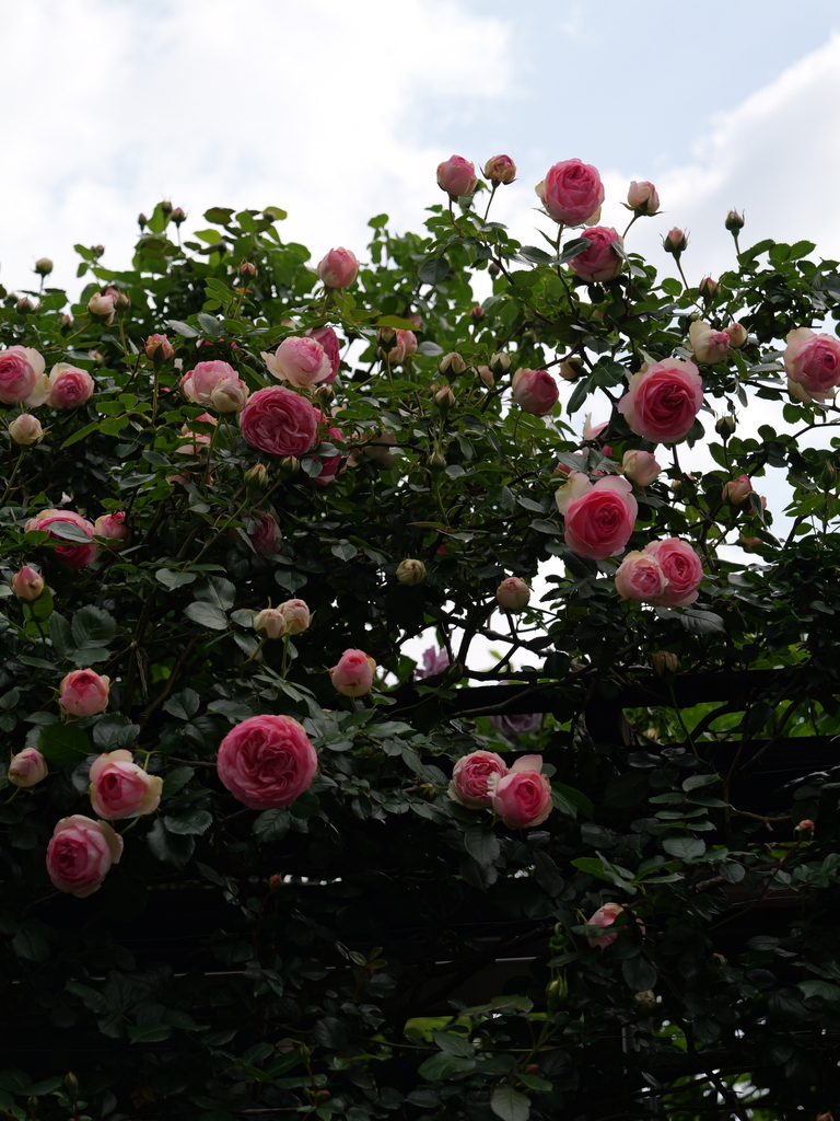 2025-05-04 09_00№(0141).JPG