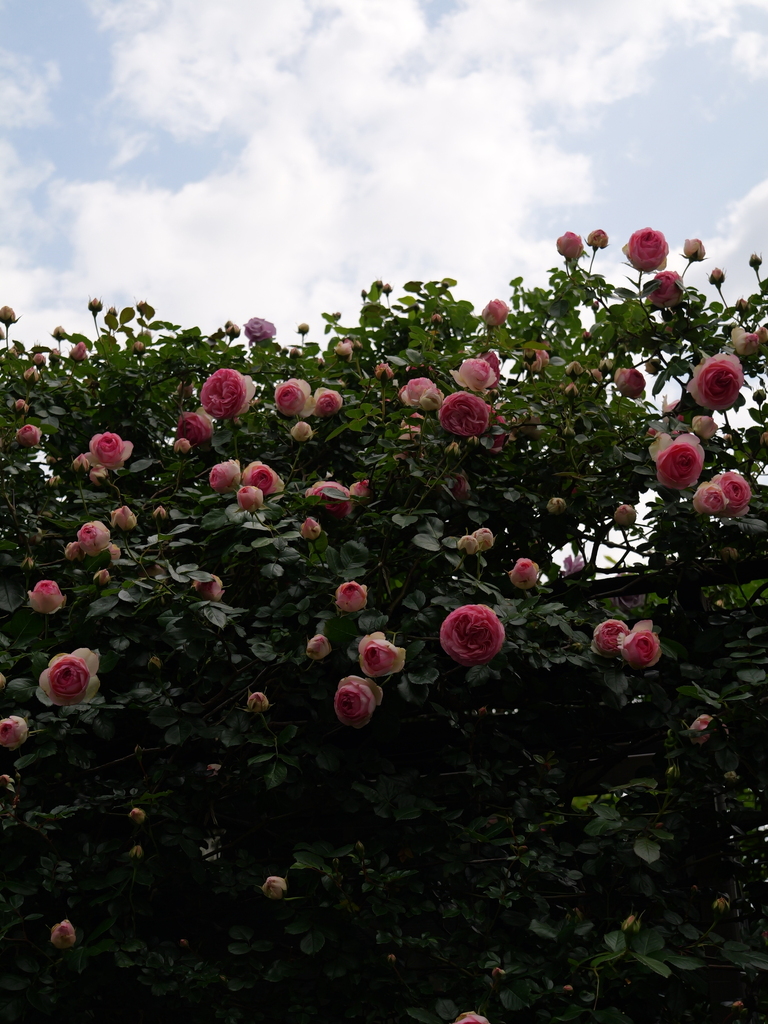 2025-05-04 09_00№(0142).JPG