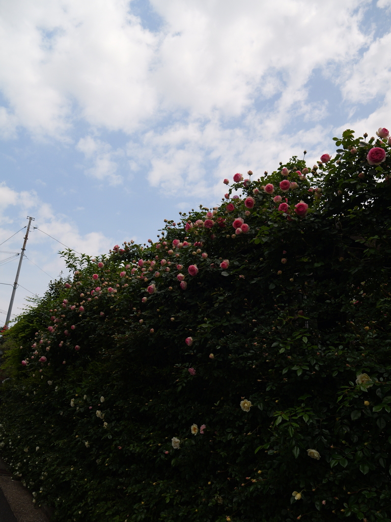 2025-05-04 09_00№(0143).JPG