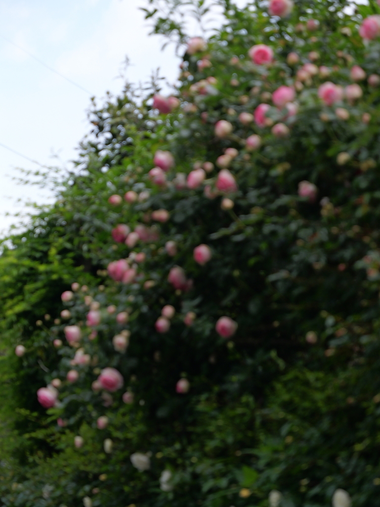 2025-05-04 09_00№(0146).JPG