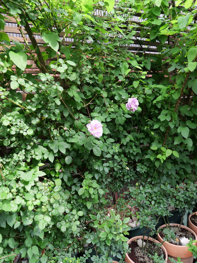 2025-05-04 09_03№(0214).JPG