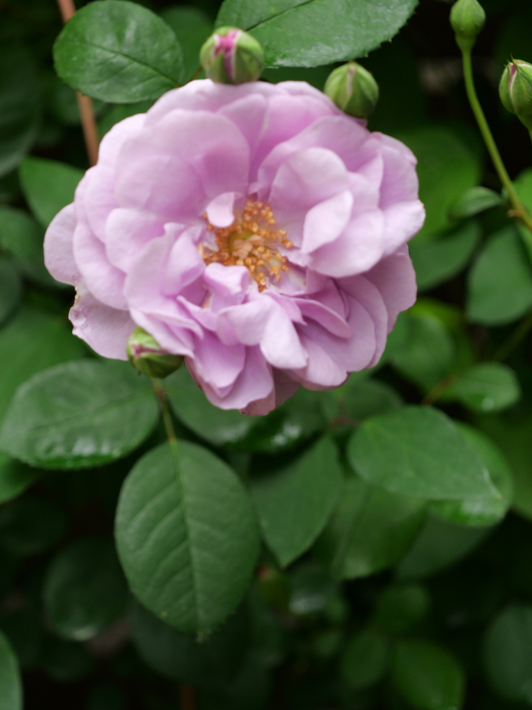 2025-05-04 09_03№(0216).JPG