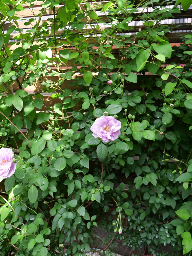 2025-05-04 09_03№(0217).JPG