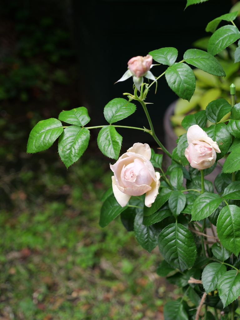 2025-05-04 09_04№(0241).JPG