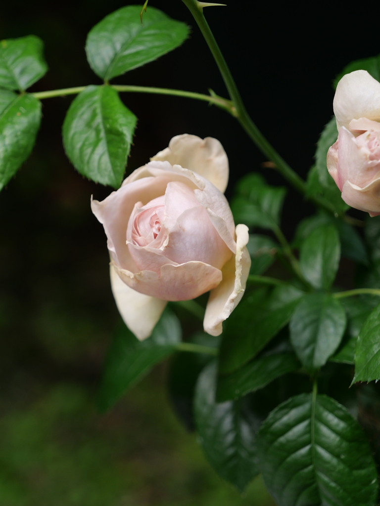2025-05-04 09_04№(0242).JPG
