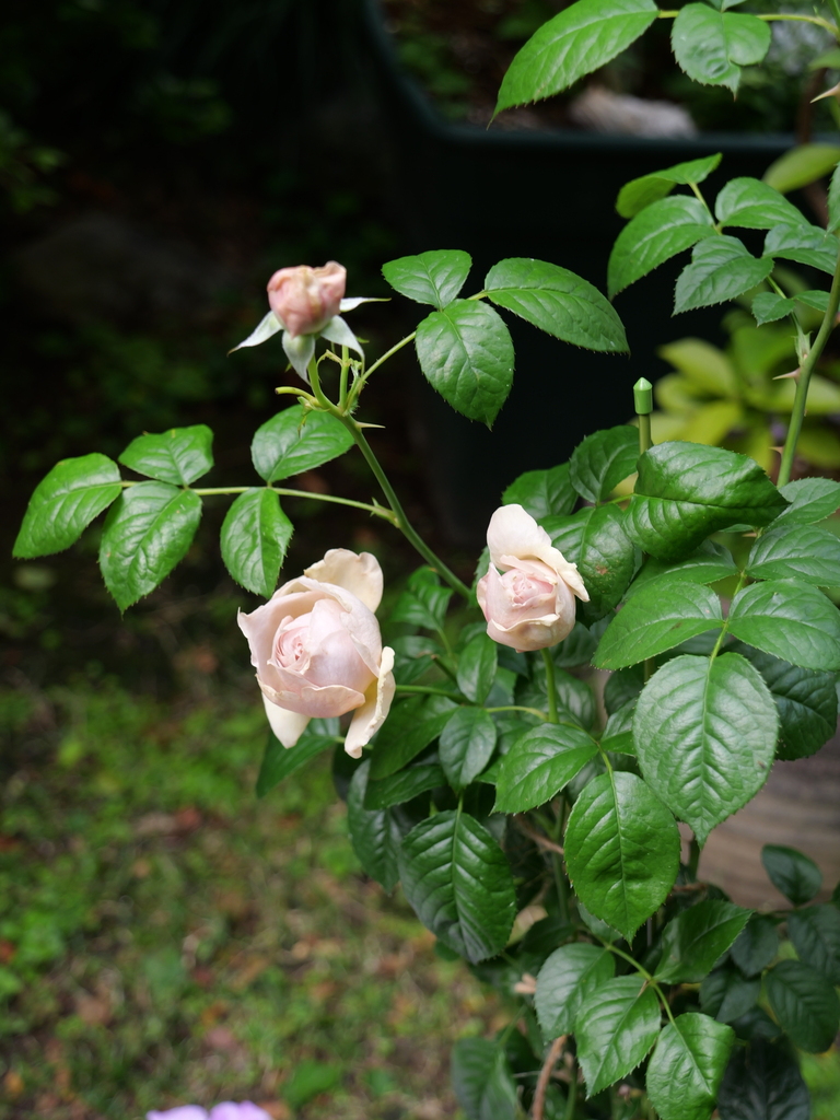 2025-05-04 09_04№(0244).JPG
