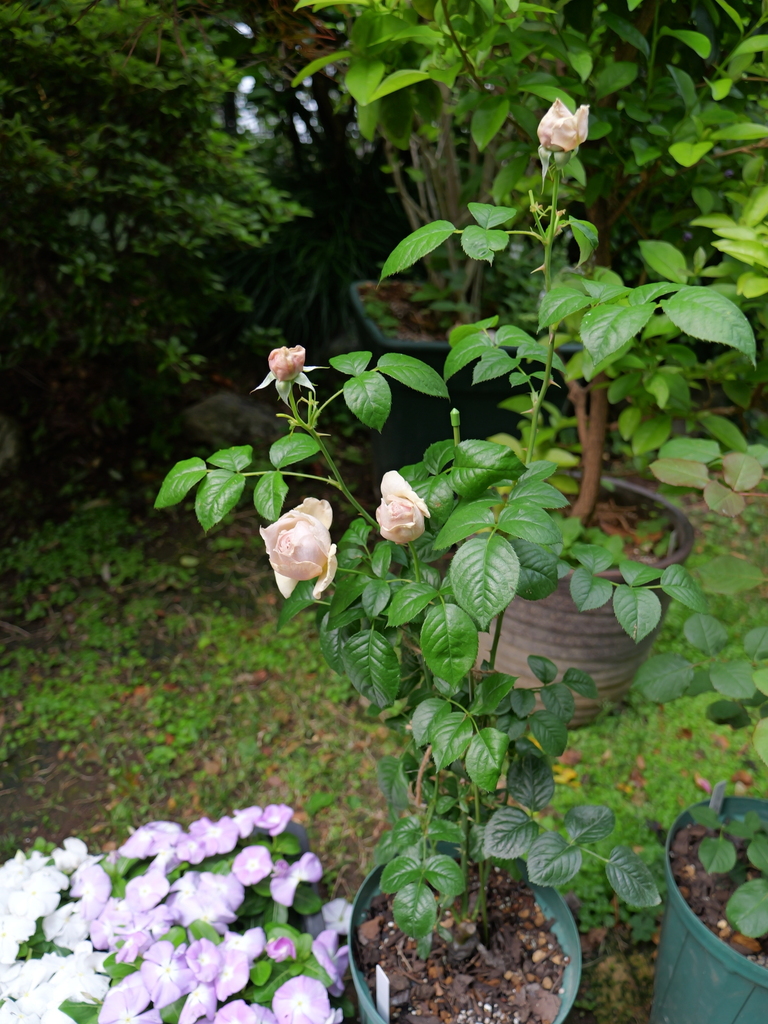 2025-05-04 09_04№(0245).JPG