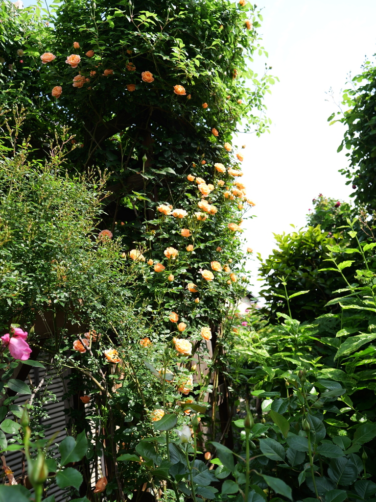 2025-05-04 09_09№(0378).JPG