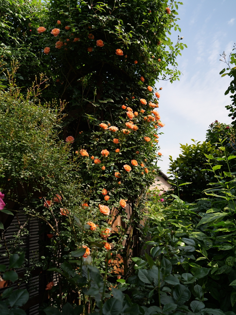 2025-05-04 09_09№(0379).JPG