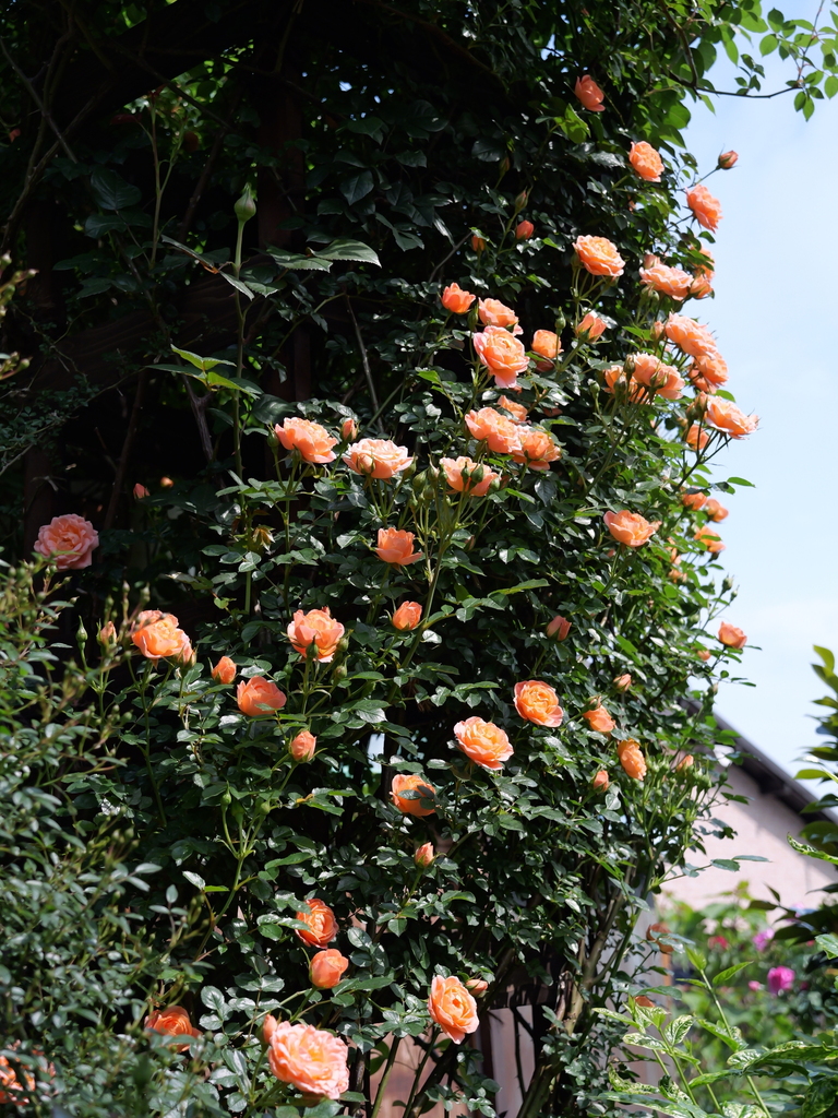 2025-05-04 09_09№(0380).JPG