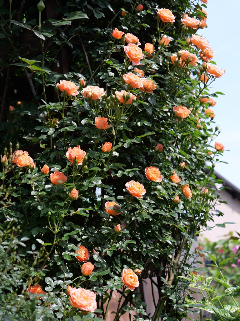 2025-05-04 09_09№(0382).JPG