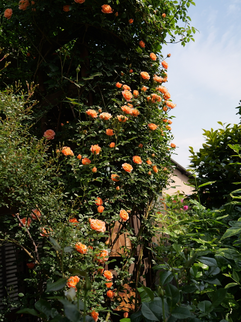 2025-05-04 09_09№(0383).JPG