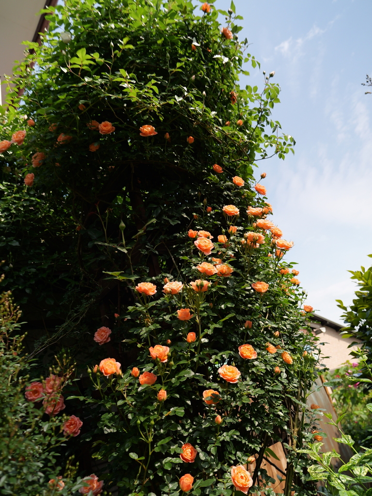 2025-05-04 09_09№(0384).JPG
