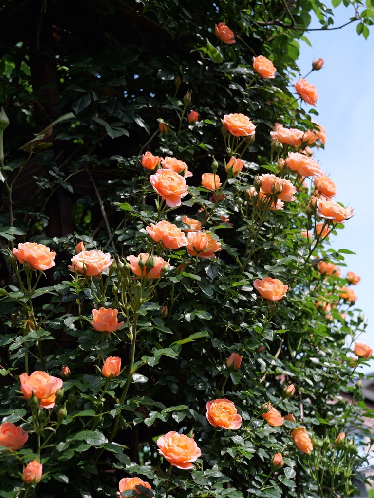 2025-05-04 09_09№(0385).JPG