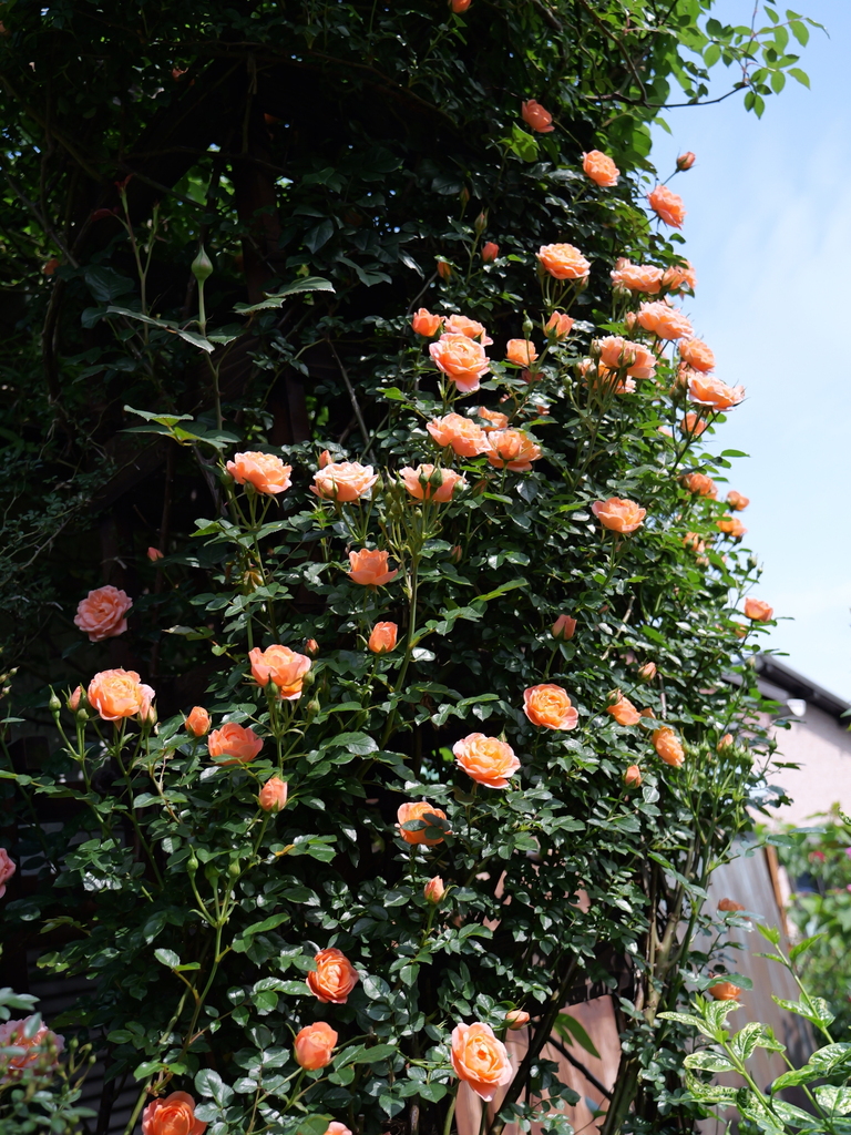 2025-05-04 09_09№(0386).JPG