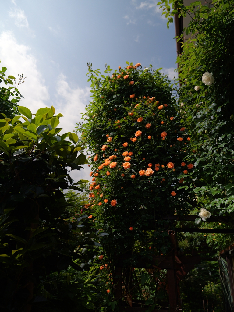 2025-05-04 09_10№(0390).JPG