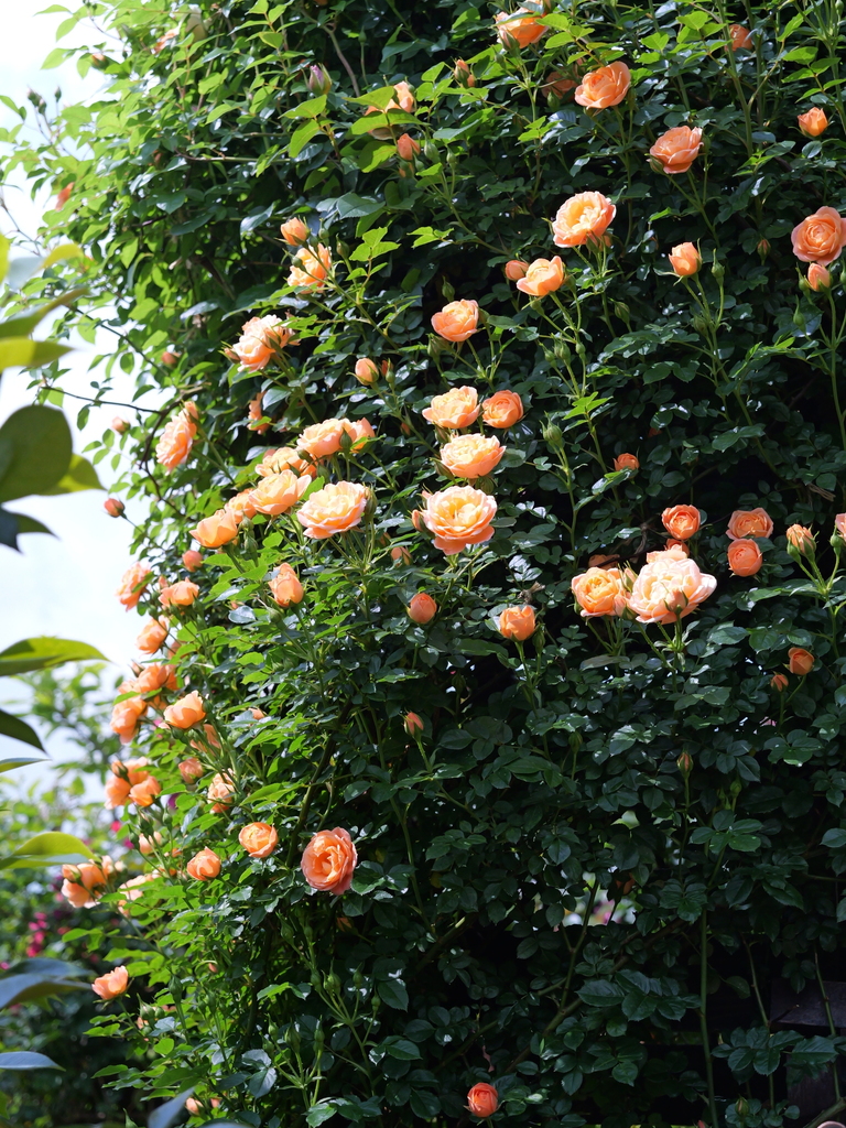2025-05-04 09_10№(0391).JPG