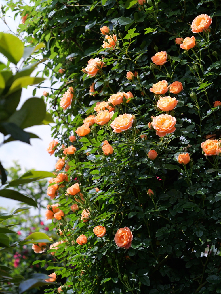 2025-05-04 09_10№(0392).JPG