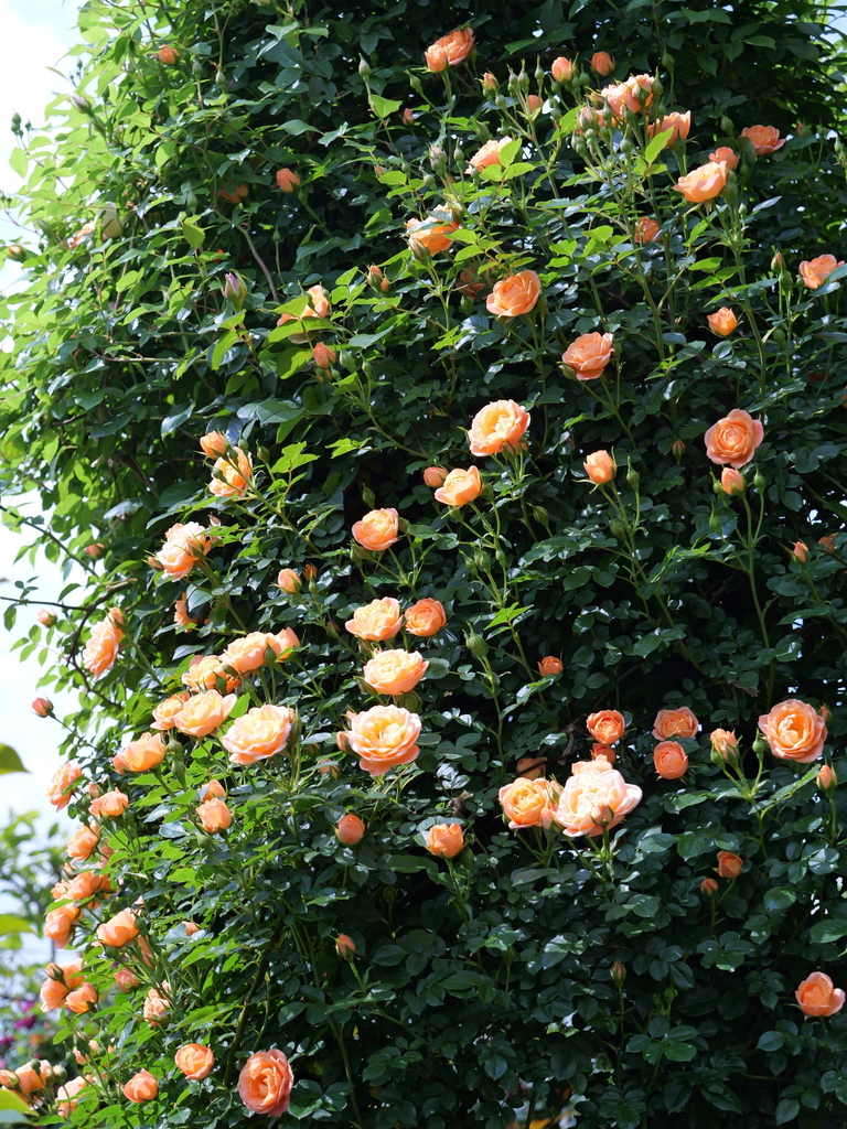 2025-05-04 09_10№(0393).JPG