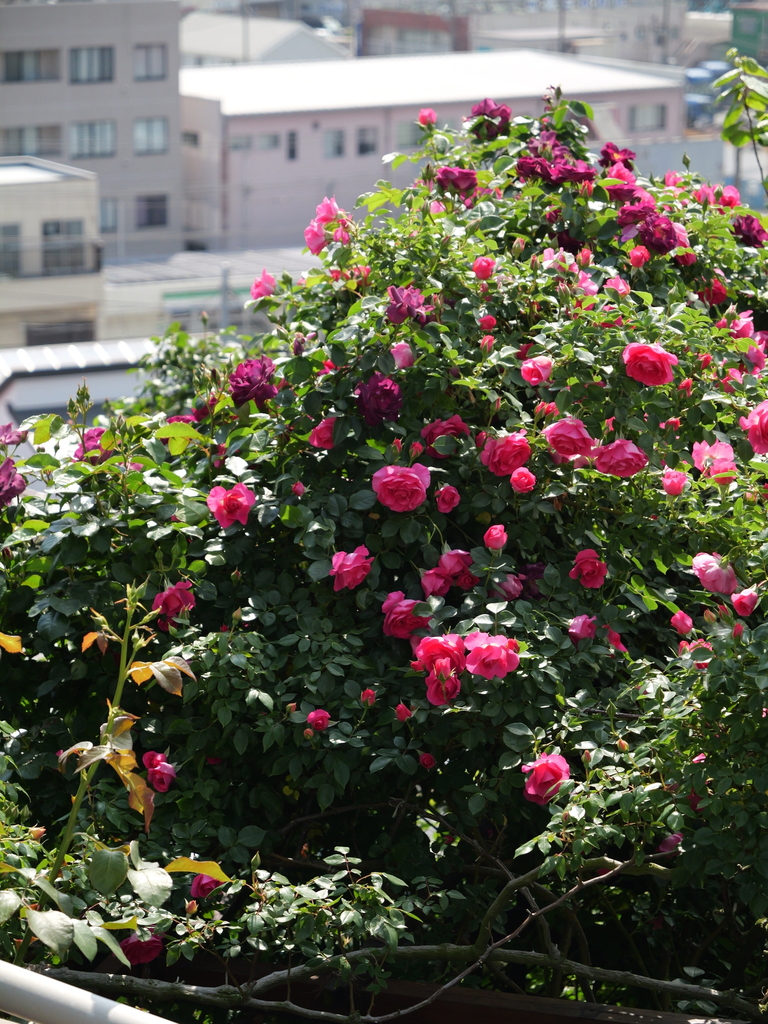 2025-05-04 09_21№(0427).JPG